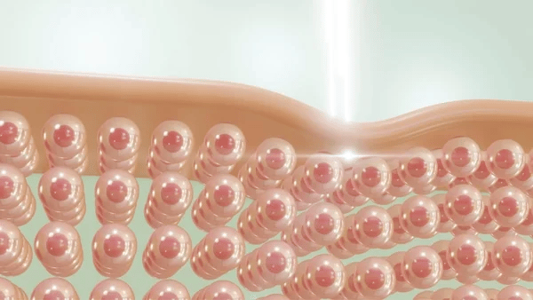 Deep Collagen Activation Reaches the Dermis While Other Creams Stay on the Surface